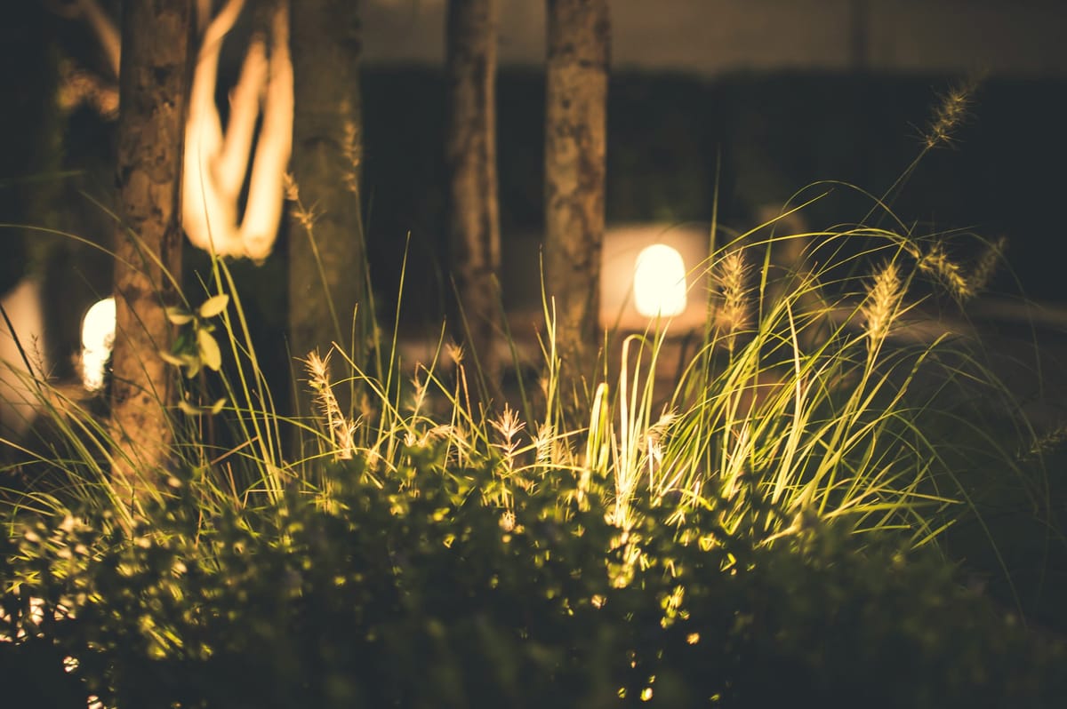 A garden at night: uplit tree trunks and low path lights among ornamental grasses