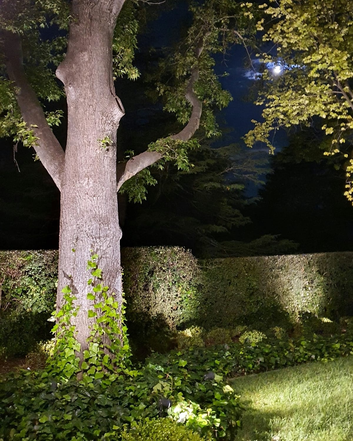 A large garden tree uplit at night, with ivy on the trunk and the hedge behind it washed in soft light